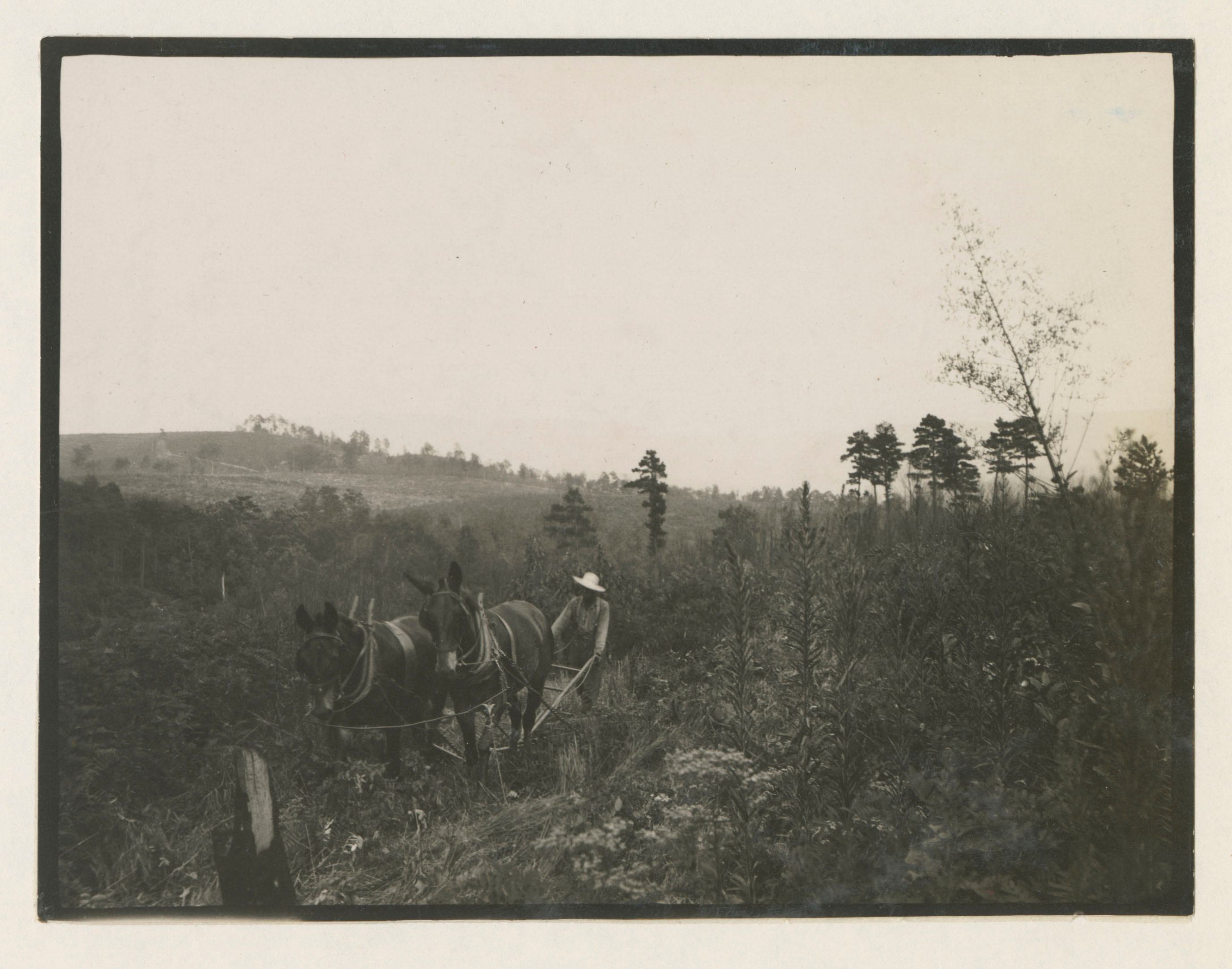A sepia tone photo with two horses or mules pulling a plow guided by a worker in a brimmed hat